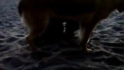 Bestiality sex id: zoo porn missionary