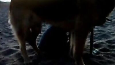 Bestiality sex id: zoo porn missionary