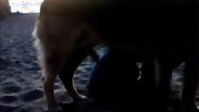Bestiality sex id: zoo porn missionary