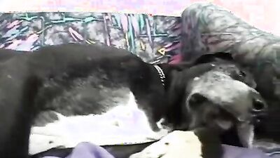 Bestiality dog: porn mujer asiatic boar zoo
