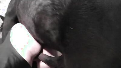 Bestiality comics: zoo porn telegram groups