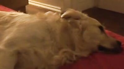 Dog sex porn: 04 girl webcam dog lick pussy