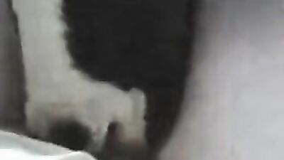 Animal sex video: spy family porn animation dog