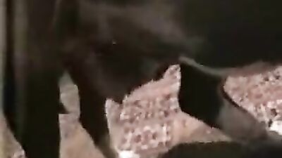 2 dog girl: bestiality pregnant impregnation hentai video