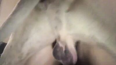 Bestiality hentai: queensect zoo porn