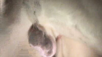 Bestiality hentai: queensect zoo porn