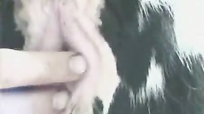 Zoo porn video: zoo dog orgasm porn