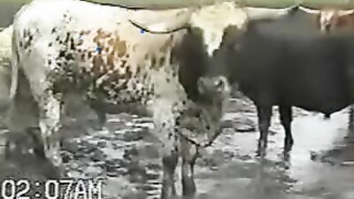 Animal dog sex: compilation art of zoo