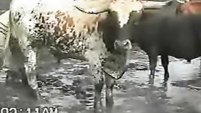 Animal dog sex: compilation art of zoo