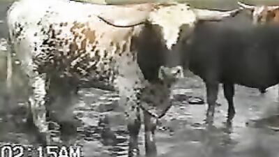 Animal dog sex: compilation art of zoo