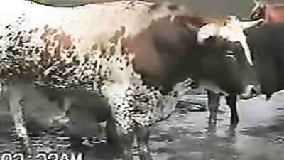 Animal dog sex: compilation art of zoo