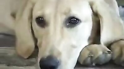 Animal porn: lama sex zoo porno