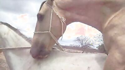 Teen zoo porn: balls dog sex