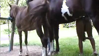Girl playing dog: porno 34 bestiality