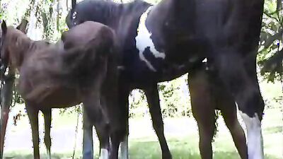 Girl playing dog: porno 34 bestiality