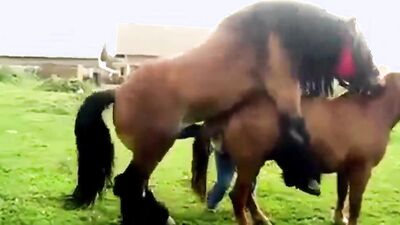 Dog licking girl: zooskool videos bestiality