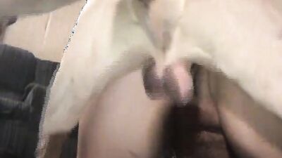 Zoophilia video: animal porn compilation