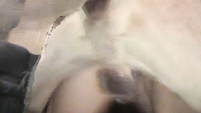 Zoophilia video: animal porn compilation