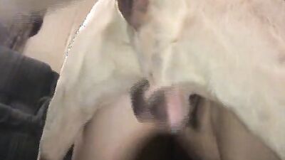 Zoophilia video: animal porn compilation