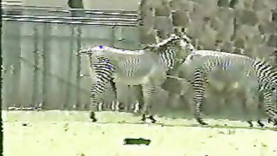 2 dogs 1 girl: brazilian zoo porn