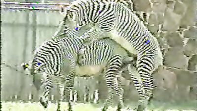 2 dogs 1 girl: brazilian zoo porn