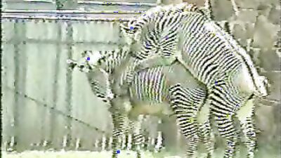 2 dogs 1 girl: brazilian zoo porn