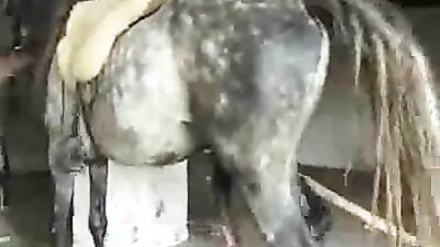 Animal porno: videos zoo compilation
