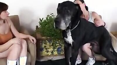Bestiality horse: live show animal sex