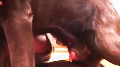 Gay zoo porn: animal sex anime
