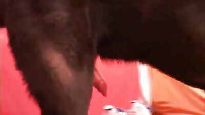 Gay zoo porn: animal sex anime