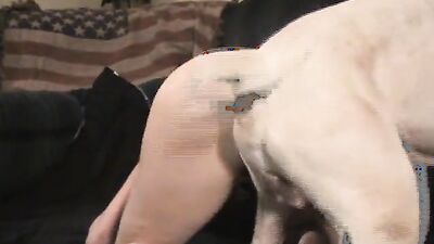 Mimi dog girl: alison zoo porn