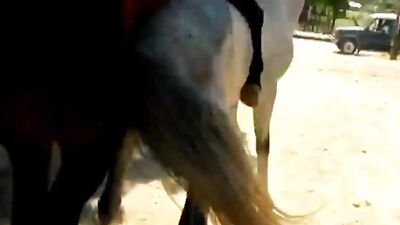 Bestiality sex id: pussy zoo porn