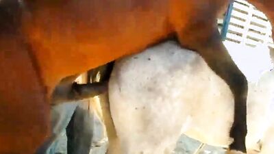 Bestiality sex id: pussy zoo porn