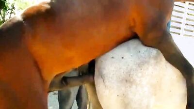 Bestiality sex id: pussy zoo porn