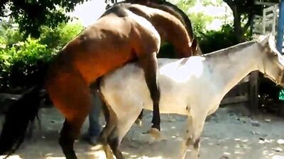 Bestiality sex id: pussy zoo porn