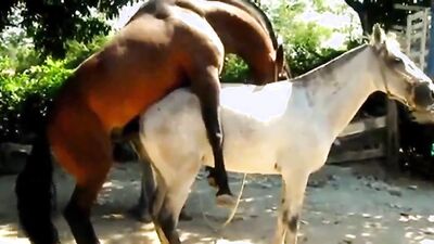 Bestiality sex id: pussy zoo porn