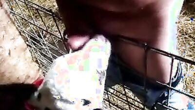 Bestiality zoo: private anal zoo porn