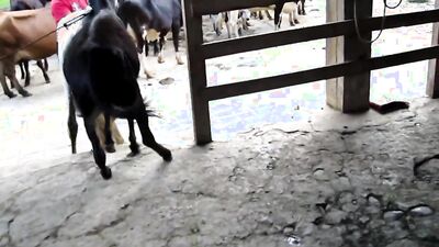 Zoo fuck porn: vixen dog porn