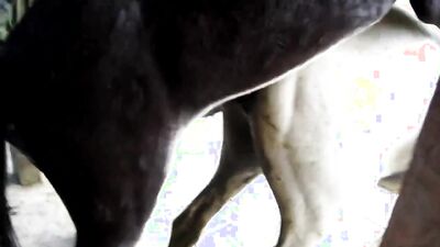 Zoo fuck porn: vixen dog porn