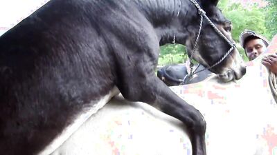 Zoo fuck porn: vixen dog porn