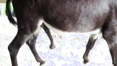 Zoo fuck porn: vixen dog porn