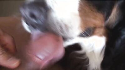 Zoo fuck porn: black zoo porn videos