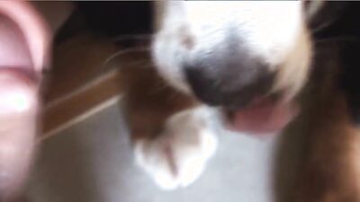 Zoo fuck porn: black zoo porn videos