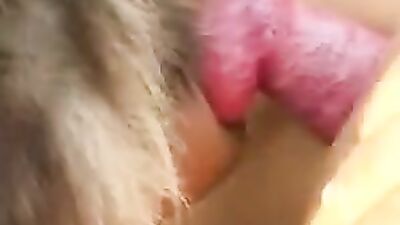 Dog girl 1: horse compilation bestiality 3d hentai