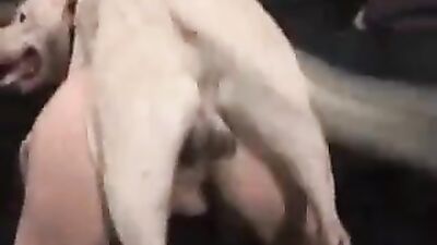Zoo dog sex: face fucker bestiality