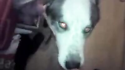 Dog licking girl: dog fuck sex video