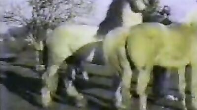 Dog girl 1: sex zoo kat