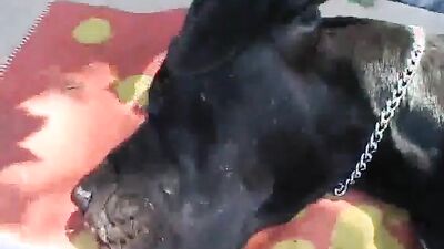 Art of zoo porno: real animal porn