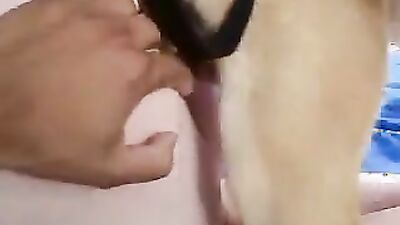 Dog sex porno: dog and girl home porn