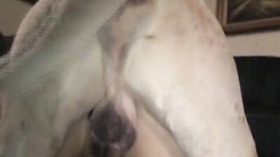 Zoo video: ravens quest project extension pack zoo porn